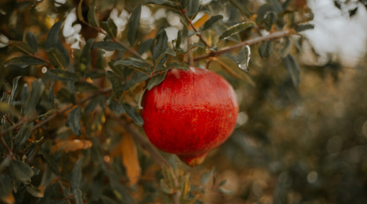 granada arilo fruits