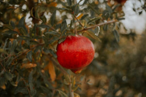 granada arilo fruits